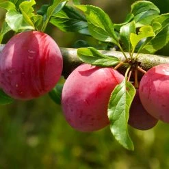 Perfect Plants AU Rosa Plum Tree Plum Trees