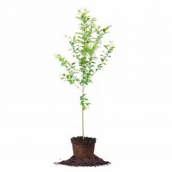 Perfect Plants AU Rosa Plum Tree Plum Trees