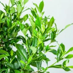 Perfect Plants August Beauty Gardenia Shrub