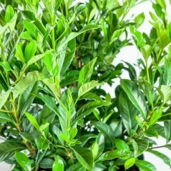 Perfect Plants August Beauty Gardenia Shrub