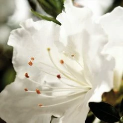 Perfect Plants Autumn Angel® Encore® Azalea Shrub