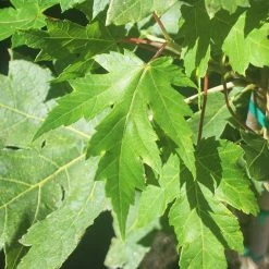 Perfect Plants Autumn Blaze Maple Tree All Trees