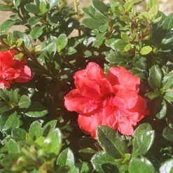 Perfect Plants All Shrubs & Hedges Autumn Embers™ Encore® Azalea Shrub