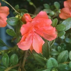 Perfect Plants All Shrubs & Hedges Autumn Embers™ Encore® Azalea Shrub