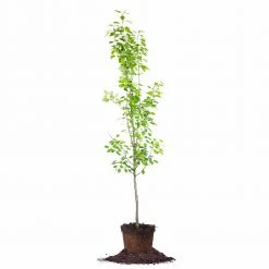 Perfect Plants Ayers Pear Tree All Fruit & Nut Trees
