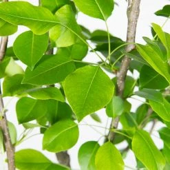 Perfect Plants Ayers Pear Tree All Fruit & Nut Trees