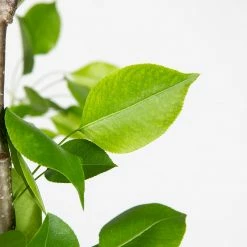 Perfect Plants Ayers Pear Tree All Fruit & Nut Trees