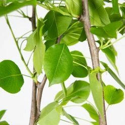 Perfect Plants Ayers Pear Tree All Fruit & Nut Trees