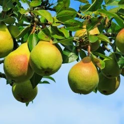 Perfect Plants Ayers Pear Tree All Fruit & Nut Trees