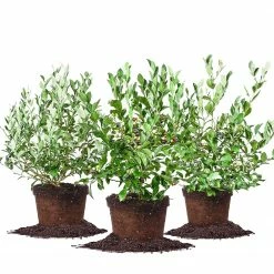 Perfect Plants Assortment Of 3 Blueberry Bushes For Best Cross Pollination