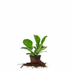 Perfect Plants Fiddle Leaf Fig Tree 13 Perfect Plants Fiddle Leaf Fig Tree