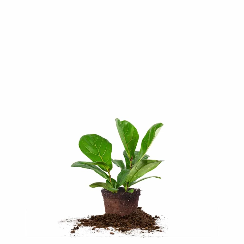 Perfect Plants Fiddle Leaf Fig Tree 7 Perfect Plants Fiddle Leaf Fig Tree