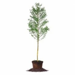 Perfect Plants Bald Cypress Tree