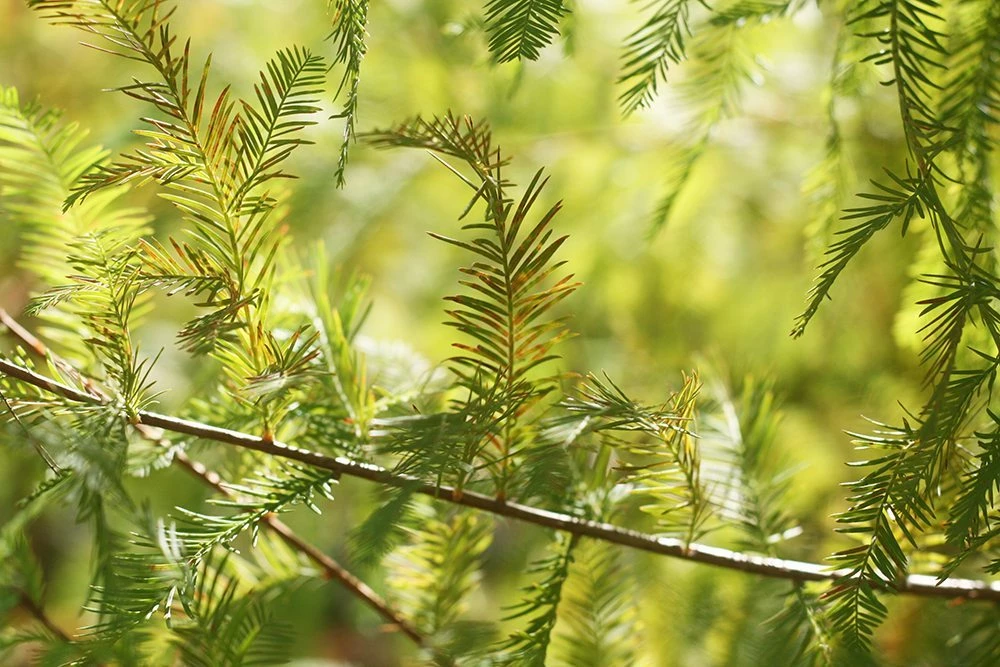 Perfect Plants Bald Cypress Tree 3 Perfect Plants Bald Cypress Tree