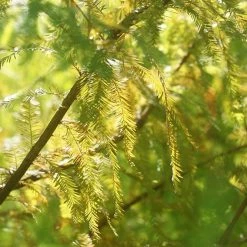 Perfect Plants Bald Cypress Tree 8 Perfect Plants Bald Cypress Tree