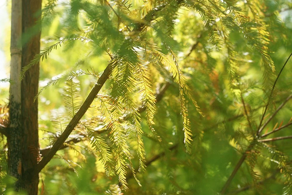 Perfect Plants Bald Cypress Tree 4 Perfect Plants Bald Cypress Tree