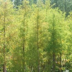 Perfect Plants Bald Cypress Tree 9 Perfect Plants Bald Cypress Tree