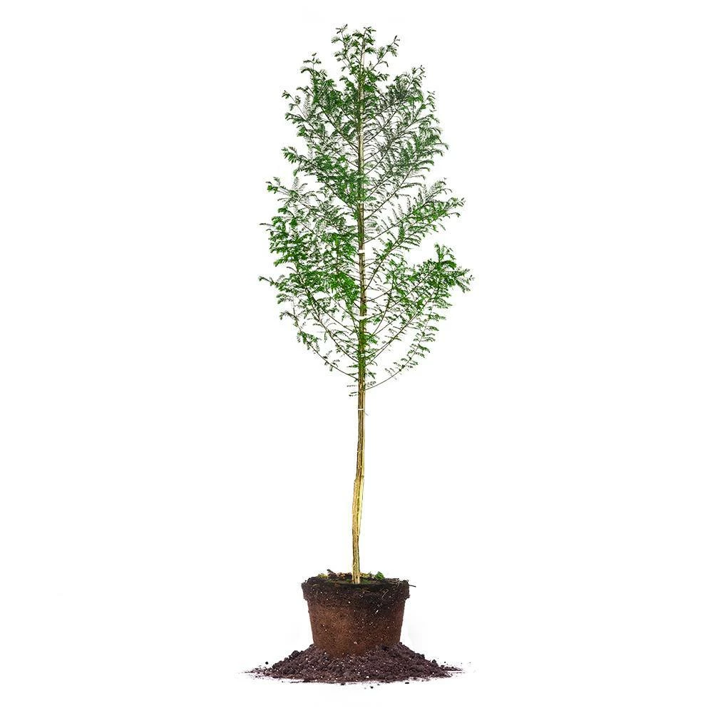 Perfect Plants Bald Cypress Tree 1 Perfect Plants Bald Cypress Tree