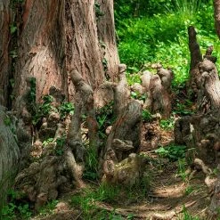 Perfect Plants Bald Cypress Tree