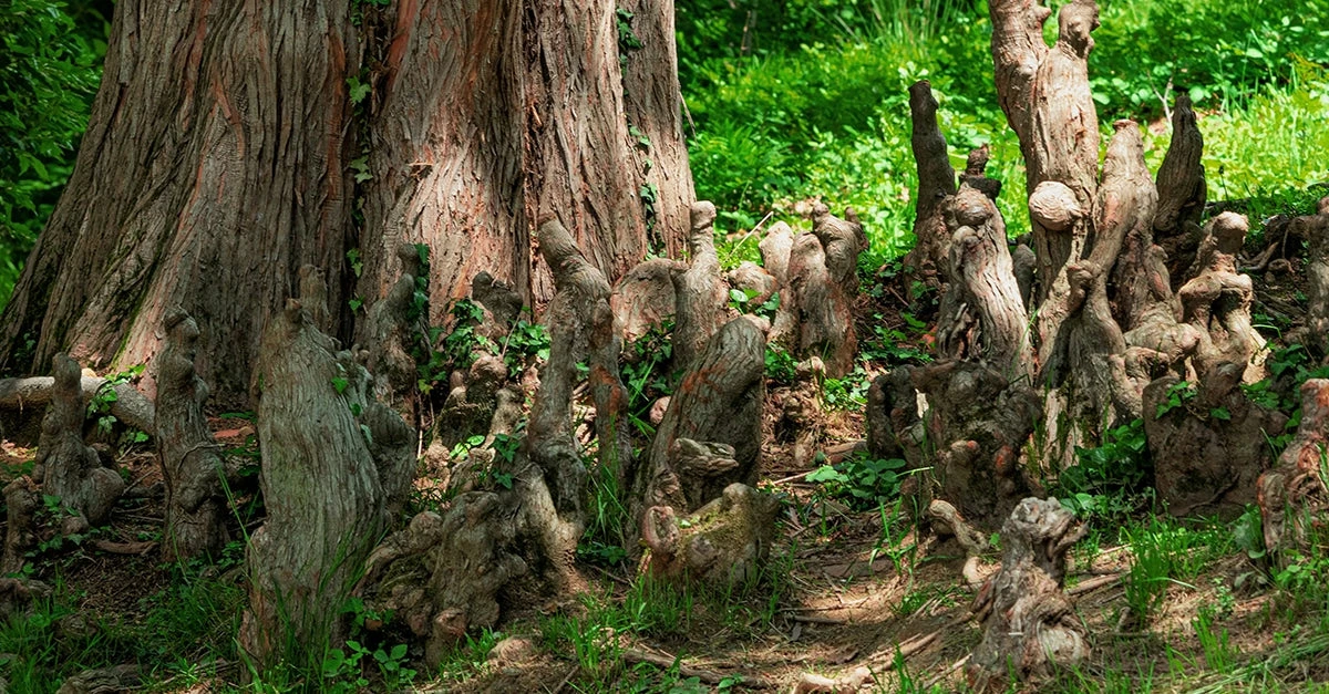 Perfect Plants Bald Cypress Tree 2 Perfect Plants Bald Cypress Tree