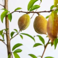 Perfect Plants Belle Of Georgia Peach Tree All Fruit & Nut Trees