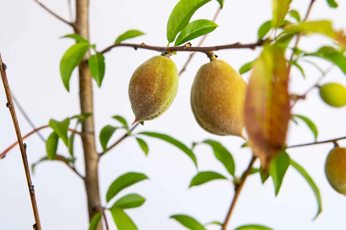Perfect Plants Belle Of Georgia Peach Tree All Fruit & Nut Trees 2 Perfect Plants Belle Of Georgia Peach Tree All Fruit & Nut Trees