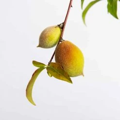 Perfect Plants Belle Of Georgia Peach Tree All Fruit & Nut Trees 6 Perfect Plants Belle Of Georgia Peach Tree All Fruit & Nut Trees