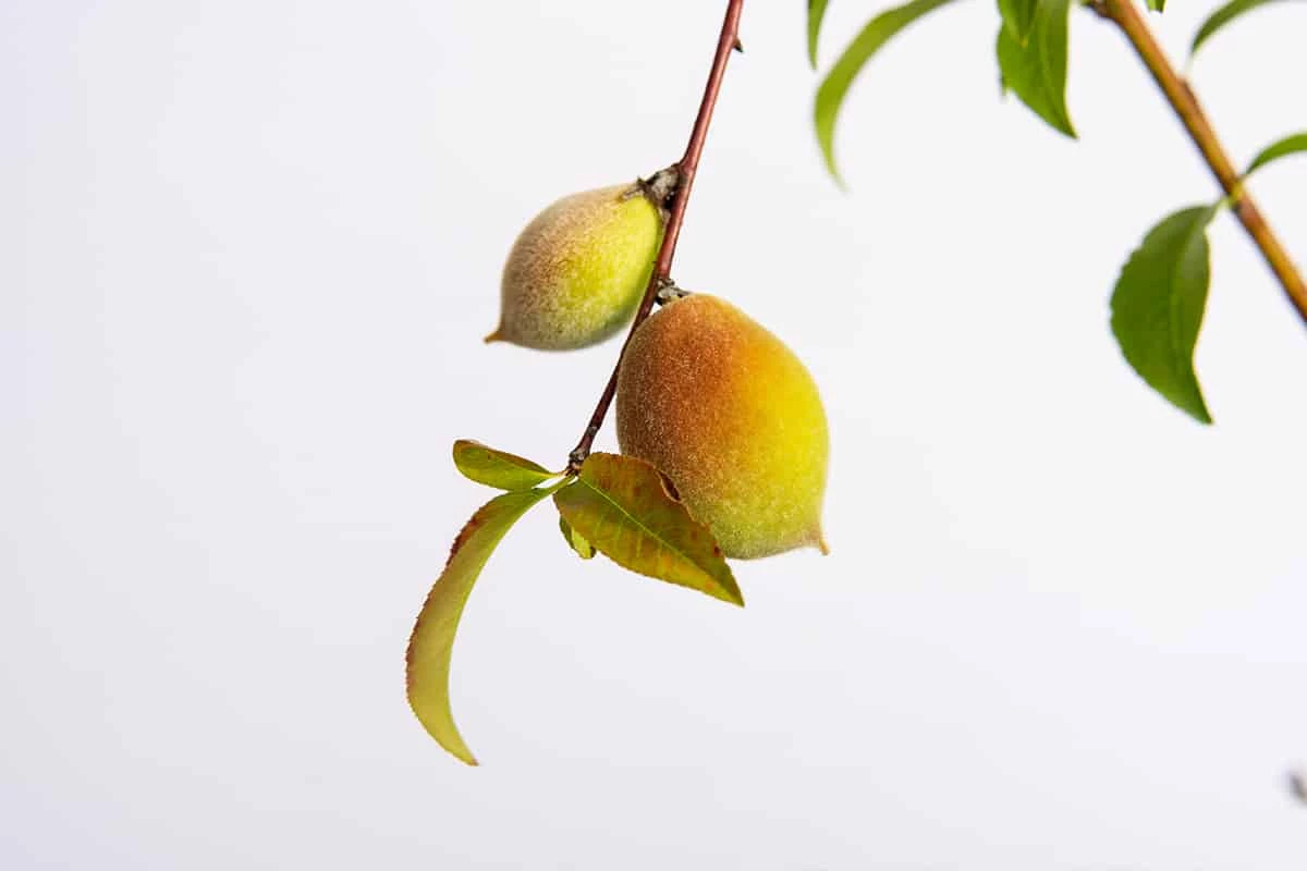 Perfect Plants Belle Of Georgia Peach Tree All Fruit & Nut Trees 3 Perfect Plants Belle Of Georgia Peach Tree All Fruit & Nut Trees