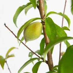 Perfect Plants Belle Of Georgia Peach Tree All Fruit & Nut Trees 7 Perfect Plants Belle Of Georgia Peach Tree All Fruit & Nut Trees