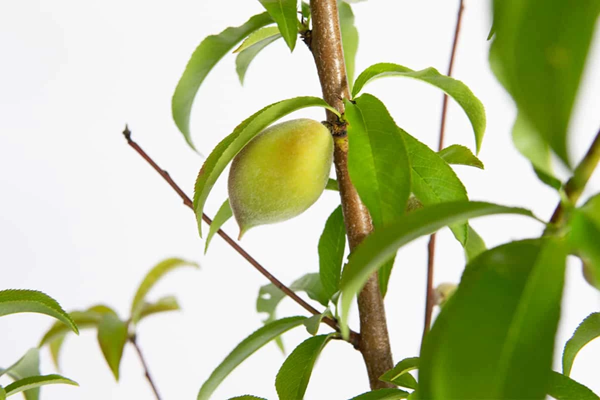 Perfect Plants Belle Of Georgia Peach Tree All Fruit & Nut Trees 4 Perfect Plants Belle Of Georgia Peach Tree All Fruit & Nut Trees