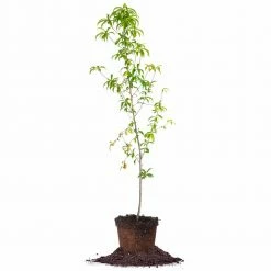 Perfect Plants Belle Of Georgia Peach Tree All Fruit & Nut Trees