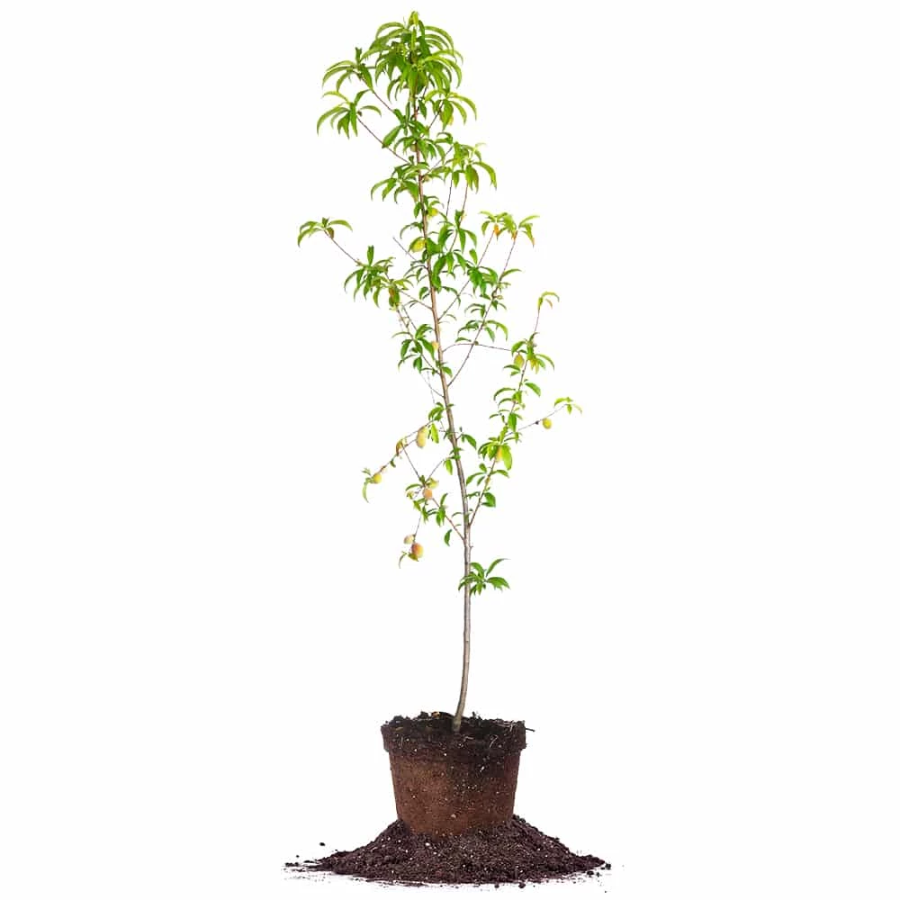 Perfect Plants Belle Of Georgia Peach Tree All Fruit & Nut Trees 1 Perfect Plants Belle Of Georgia Peach Tree All Fruit & Nut Trees