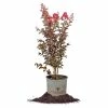 Perfect Plants Black Diamond® Best Red™ Crape Myrtle Tree All Trees