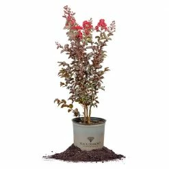 Perfect Plants Black Diamond® Best Red™ Crape Myrtle Tree All Trees