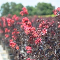 Perfect Plants Black Diamond® Shell Pink™ Crape Myrtle Tree All Trees