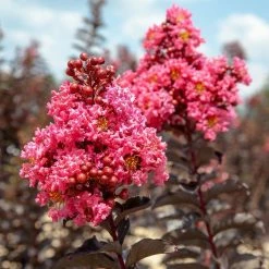 Perfect Plants Black Diamond® Shell Pink™ Crape Myrtle Tree All Trees