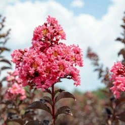 Perfect Plants Black Diamond® Shell Pink™ Crape Myrtle Tree All Trees