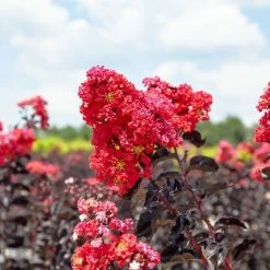 Perfect Plants Black Diamond® Best Red™ Crape Myrtle Tree All Trees
