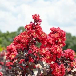Perfect Plants Black Diamond® Best Red™ Crape Myrtle Tree All Trees