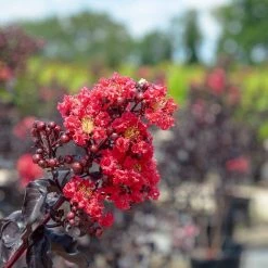 Perfect Plants Black Diamond® Best Red™ Crape Myrtle Tree All Trees