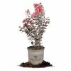 Perfect Plants Black Diamond® Shell Pink™ Crape Myrtle Tree All Trees