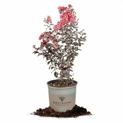 Perfect Plants Black Diamond® Shell Pink™ Crape Myrtle Tree All Trees