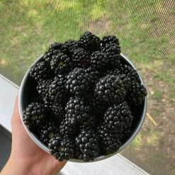 Perfect Plants Black Satin Blackberry Bush