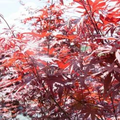 Perfect Plants Semi Dwarf Japanese Maple Tree All Trees