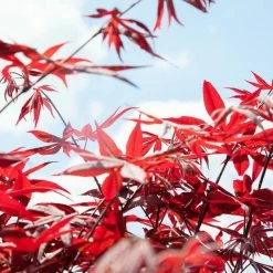 Perfect Plants Semi Dwarf Japanese Maple Tree All Trees