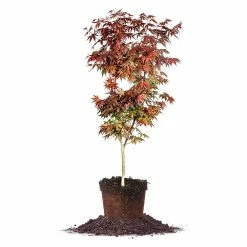Perfect Plants All Trees Bloodgood Japanese Maple Tree