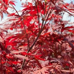 Perfect Plants All Trees Bloodgood Japanese Maple Tree