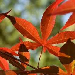 Perfect Plants All Trees Bloodgood Japanese Maple Tree