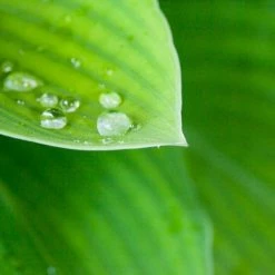 Perfect Plants Hosta Blue Cadet Shrub Hosta Shrubs