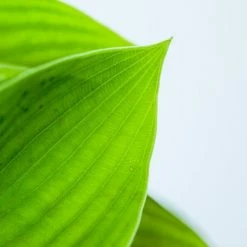 Perfect Plants Hosta Blue Cadet Shrub Hosta Shrubs 7 Perfect Plants Hosta Blue Cadet Shrub Hosta Shrubs